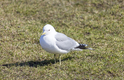High angle view of seagull perching on grass