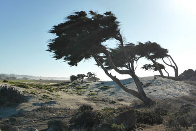 Trees on landscape against clear sky