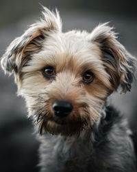 Close-up portrait of dog