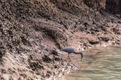 Side view of a bird on rock