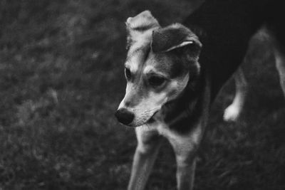 Close-up of dog looking away