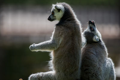 Lemurs relaxing outdoors