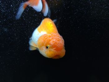 Close-up of fish swimming in sea