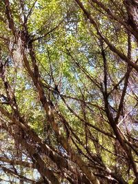 Low angle view of trees in forest against sky