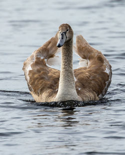 Close-up of duck swimming in lake