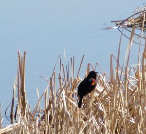 Bird perching on grass by water