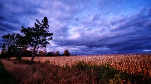 Scenic view of field against sky