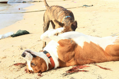 Dog rolling on sand at beach