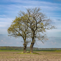 Bare tree on field against sky