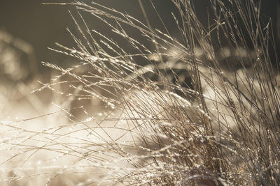 Close-up of grass growing in field