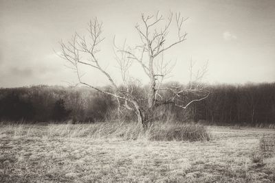 Bare trees on field against sky