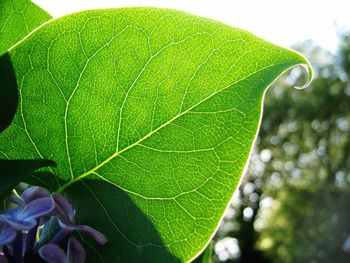 Close-up of green leaf