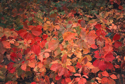 Close-up of maple leaves during autumn