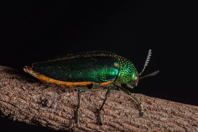 Close-up of an insect over black background