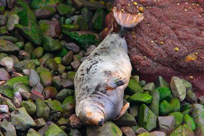 High angle view of dead fish in sea