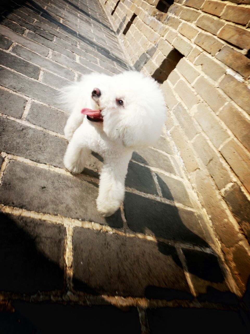 animal themes, one animal, domestic animals, pets, white color, high angle view, mammal, dog, full length, bird, sitting, white, outdoors, no people, day, portrait, wildlife, sunlight, looking at camera, zoology