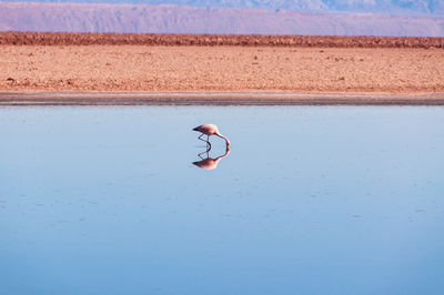 Flamingo standing in calm lake