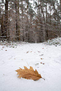 Dry leaves on snow covered field