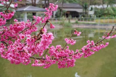 Close-up of pink flowers blooming on tree