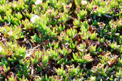 Full frame shot of plants