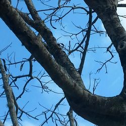 Low angle view of bare tree against sky