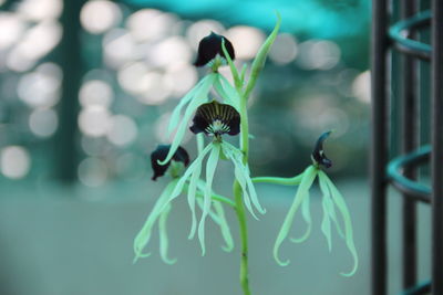 Close-up of butterfly pollinating on flower