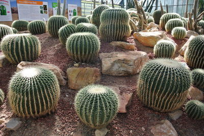 Cactus growing on field