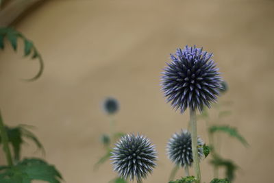 Close-up of thistle against blurred background