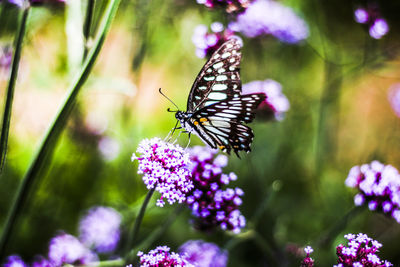 Close-up of butterfly pollinating on purple flower