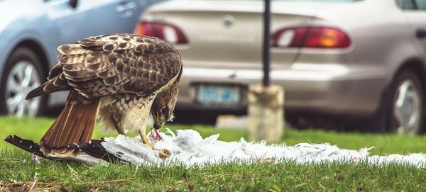 Hawk hunting seagull on field