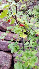 Close-up of plant