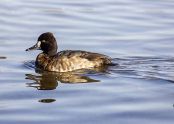 Duck swimming in lake