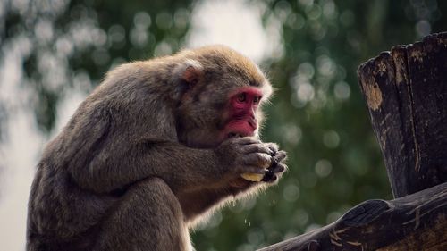 Close-up of monkey