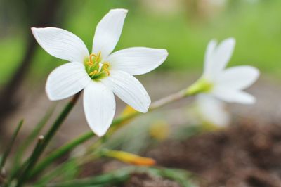 Close-up of white day