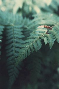 Close-up of leaves on tree