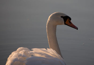 Birds in water