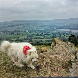 Dog on grassy field