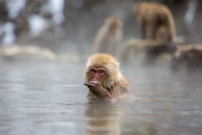 Monkey in hot spring