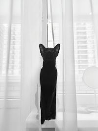 Portrait of cat sitting on table at home