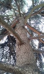 Low angle view of tree against sky