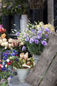 Purple orchid flowers