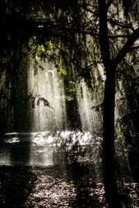 Low angle view of waterfall in forest