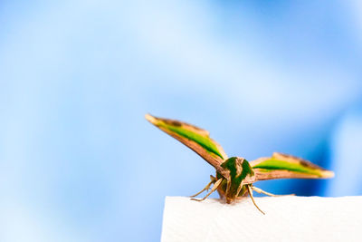 Close-up of insect on leaf