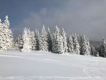 Pine trees on snow covered land against sky