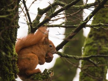 Low angle view of squirrel on tree