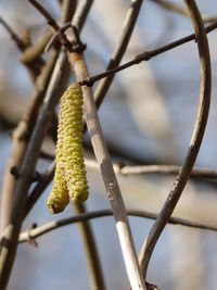 Low angle view of leaf against sky