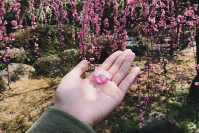 Cropped image of hand holding pink flower against plants