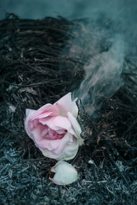 High angle view of burning rose on field