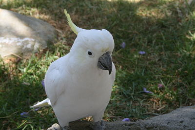 Close-up of white bird perching outdoors