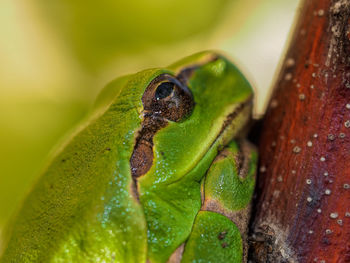 Close-up of insect on leaf